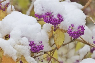 Japanese beauty fruit, love pearls, winter, Germany, Europe