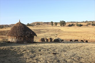 Landscape in Europia district, round hut, round hut and cattle, Ethiopia, Africa