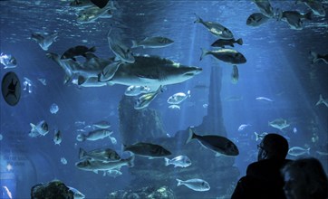 Aquarium de Barcelona, Port Vell, Barcelona, Catalonia, Spain, Europe