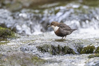 White-throated Dipper (Cinclus cinclus), at a torrent with larvae in its beak,