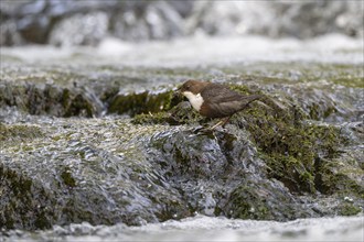 White-throated Dipper (Cinclus cinclus), at a torrent with larvae in its beak,