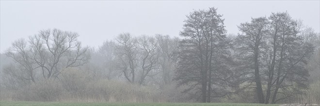 Alluvial forest in the fog, Emsland, Lower Saxony, Germany, Europe