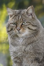 European wildcat (Felis silvestris silvestris), portrait, captive, North Rhine-Westphalia, Germany,