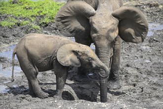 African forest elephants (Loxodonta cyclotis) in the Dzanga Bai forest clearing, Dzanga-Ndoki