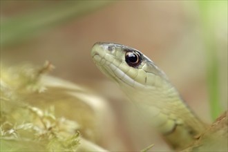 Eastern garter snake or Eastern striped garter snake (Thamnophis saurita), captive, occurrence in