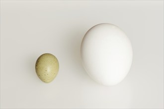 Chinese dwarf quail (Synoicus chinensis, Coturnix chinensis), egg and hen's egg, domestic chicken