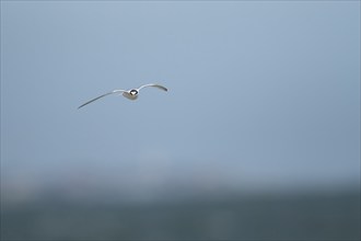 Little tern (Sternula albifrons) adult bird in flight, Suffolk, England, United Kingdom, Europe