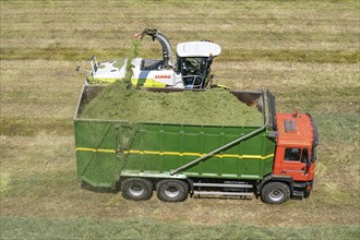 Hay harvest, on a Rhine meadow near Duisburg-Beeckerwerth, a forage harvester picks up the cut