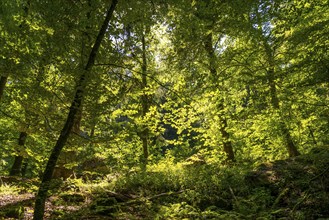 Forest near the Devil's Gorge, near Irrel, Southern Eifel nature park Park, Rhineland-Palatinate,