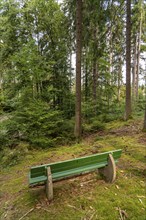 Spruce trees, park bench, forest, in the Arnsberg Forest, Sauerland, North Rhine-Westphalia,