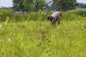 Detroit, Michigan, Volunteers planting in the wetlands at the public garden designed by prominent