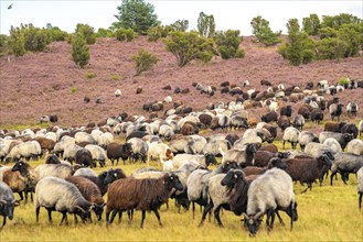 Heidschnucken herd, in the Lüneburg Heath, near Niederhaverbeck, heather blossom of the broom