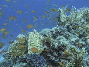 Sea goldies (Pseudanthias squamipinnis), coral reef, dive site Siyul Kebir Reef, Red Sea, Egypt,