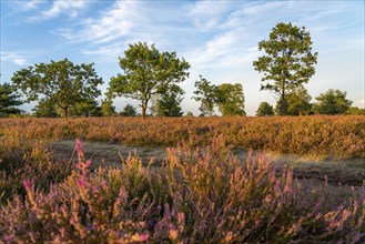 Heather blossom of the broom heather, in the Lüneburg Heath nature reserve, Lower Saxony, Germany,