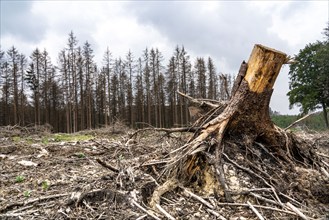 Forest dieback in the Arnsberg Forest nature park Park, over 70 per cent of the spruce trees are