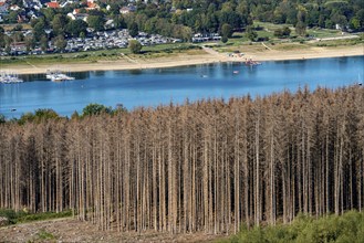 Forest dieback in the Arnsberg Forest, northern Sauerland, dead spruce trees, partly cleared