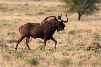 White-tailed wildebeest (Connochaetes gnou), adult, running, Mountain Zebra National Park, Eastern