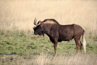 White-tailed wildebeest (Connochaetes gnou), adult, alert, Mountain Zebra National Park, Eastern