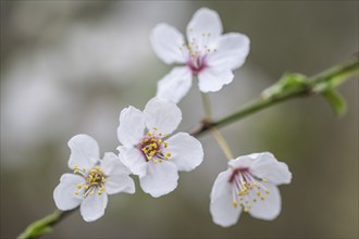 Myrobolane (Prunus cerasifera), Emsland, Lower Saxony, Germany, Europe