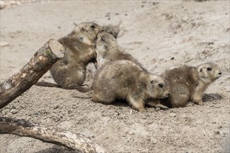 Prairie dogs (Cynomys ludovicianus), Emmen Zoo, Netherlands