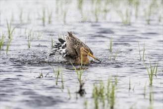 Black-tailed godwit (Limosa limosa), bathing, Lower Saxony, Germany, Europe