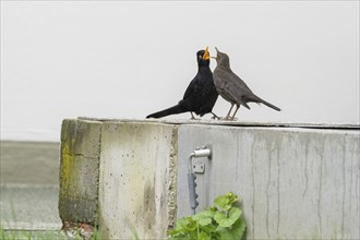 Two blackbirds (Turdus merula), pair, courtship on a concrete wall, courtship behaviour, Hesse,