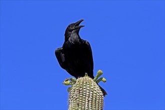 Chihuahuan raven (Corvus cryptoleucus), adult, calling, on saguaro cactus, Sonoran Desert, Arizona,