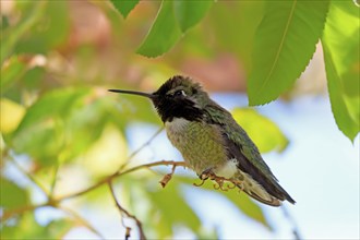 Costacolibri, (Calypte costae), adult, male, in perch, Sonora Desert, Arizona, North America, USA,