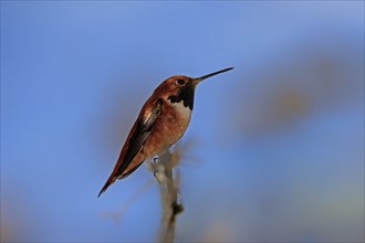 Rufous hummingbird (Selasphorus rufus), adult, male, perch, Sonoran Desert, Arizona, North America,