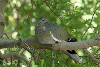 White-winged dove (Zenaida asiatica), adult, sitting on tree, Sonoran Desert, Arizona, North