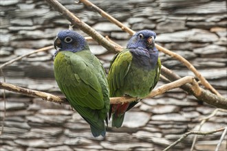 Blue-headed parrot (Pionus menstruus), Walsrode Bird Park, Lower Saxony, Germany, Europe