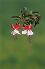 Fuchsias (Fuchsia), flowering, flower, Ellerstadt, Germany, Europe