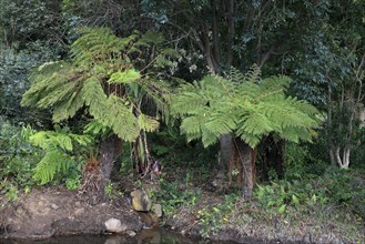 Forest tree fern (Gymnosphaera capensis), Cyathea capensis, Alsophila capensis, Cape tree fern,