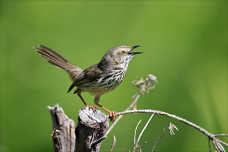 Spotted Prinia (Prinia maculosa), adult, on wait, singing, Kirstenbosch Botanical Gardens, Cape