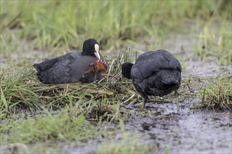 Common coots (Fulica atra) with chicks, Lower Saxony, Germany, Europe