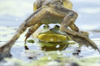 Bull frogs Lithobates catesbeianus. Male bull frog jumping on another male for a territorial fight