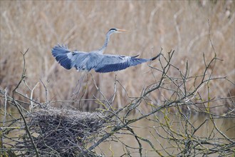 Grey heron (Ardea cinerea) at the nest, Lower Saxony, Germany, Europe