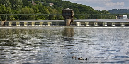 Nile goose family (Alopochen aegyptiaca) at the weir of the Stiftsmühle run-of-river power station,