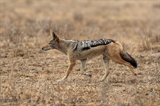 Black-backed jackal (Lupulella mesomelas), adult, alert, stalking, foraging, Kruger National Park,