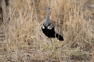 Red-crested Bustard (Lophotis ruficrista), adult, foraging, alert, Kruger National Park, Kruger