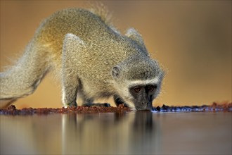 Vervet Monkey (Chlorocebus pygerythrus), adult, drinking, at the water, Kruger National Park,