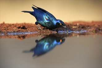 Red-shouldered Glossy Starling (Lamprotornis nitens), adult, at the water, drinking, Kruger