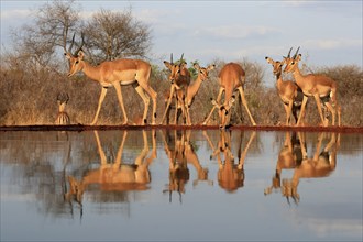 Black Heeler Antelope (Aepyceros melampus), adult, group, female, male, at the water, drinking,