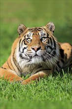 Sumatran tiger (Panthera tigris sumatrae), adult male portrait alert, Sumatra