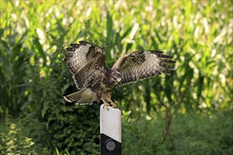 Common buzzard (Buteo buteo), adult on guard post, road post, Pelm, Eifel, Germany, Europe