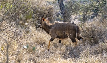 Nyala (Tragelphus angasii), buck in tall grass, Kruger National Park, South Africa, Africa