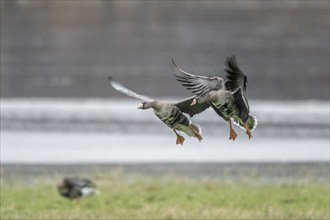 Greater white-fronted geese (Anser albifrons), landing, Emsland, Lower Saxony, Germany, Europe