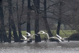 Tundra swans (Cygnus bewickii), flying, Emsland, Lower Saxony, Germany, Europe