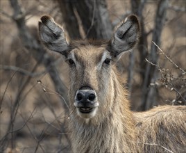 Ellipsen waterbuck (Kobus ellipsiprymnus), animal portrait, adult female, alert, Kruger National