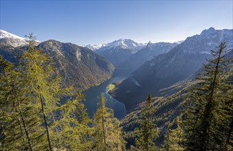 Panoramic view of the Königssee from the Archenkanzel viewpoint, autumnal forest and snow-capped